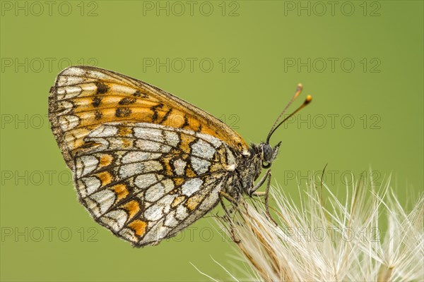 Knapweed fritillary (Melitaea phoebe) sits on dandelion seed stand