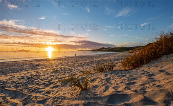 Grasses in the sand