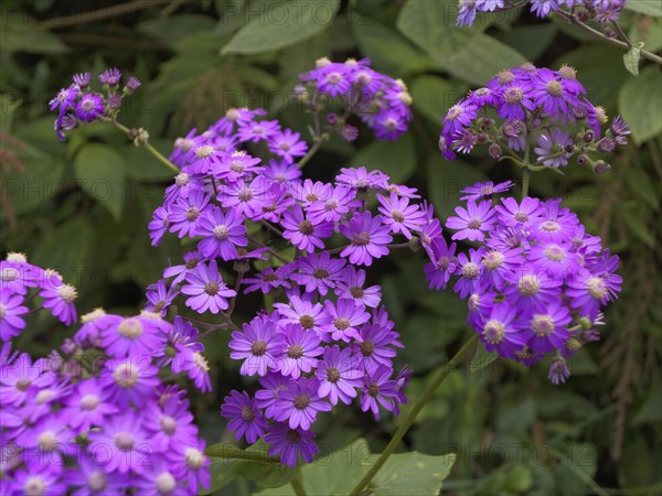 Steetz' Cinerarie (Pericallis steetzii)