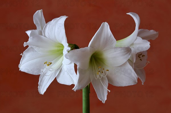 Flowering white Amaryllis (Hippeastrum) in a vase against an orange wall