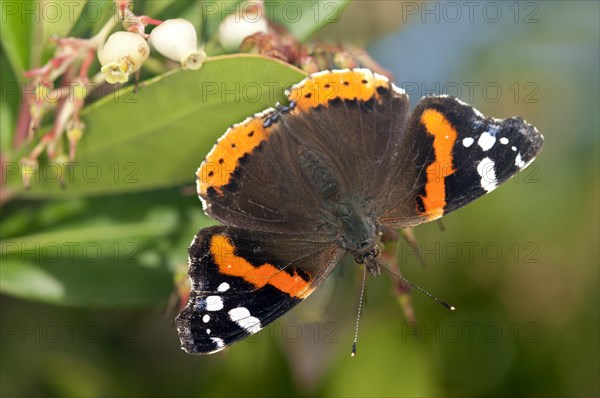 Red Admiral (Vanessa atalanta)