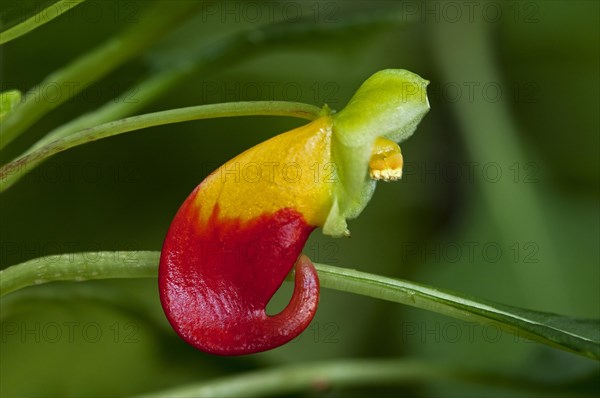 Red and yellow flower of the Congo Cockatoo (Impatiens niamniamensis)