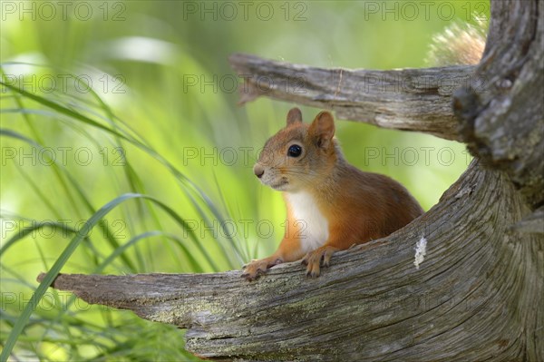 Eurasian Red Squirrel (Sciurus vulgaris) looks curiously out from behind an old pine stump