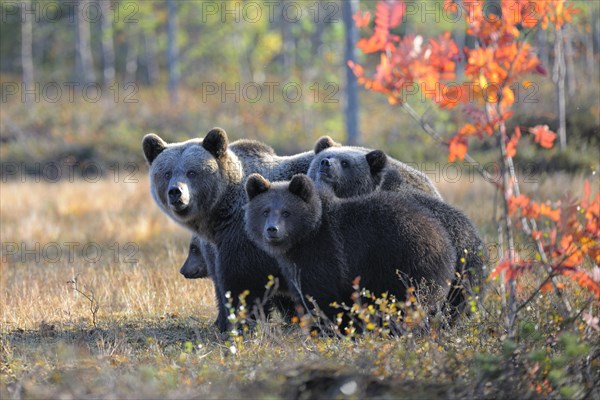 Brown Bears (Ursus arctos)