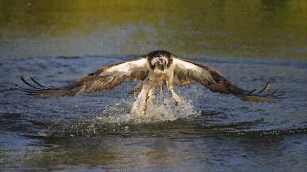 Osprey (Pandion haliaetus) in flight with Rainbow Trout (Oncorhynchus mykiss) as prey