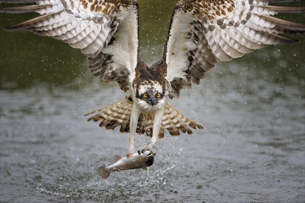 Osprey (Pandion haliaetus) in flight with a Rainbow Trout (Oncorhynchus mykiss) as prey