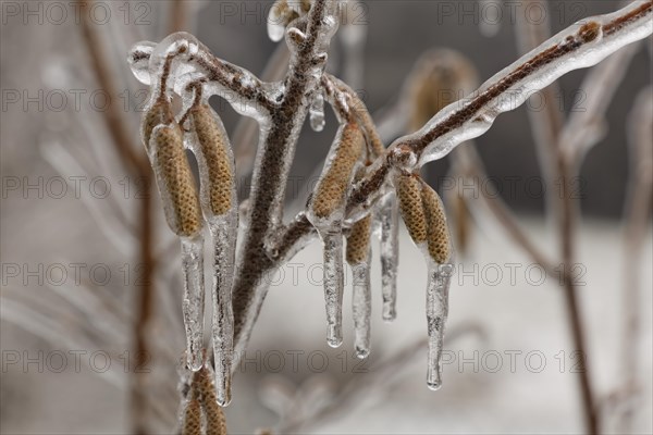 Ice-coated male catkins