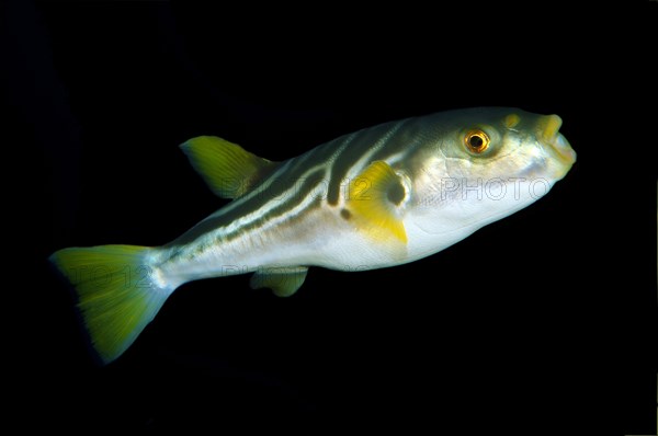 Striped puffer (Takifugu xanthopterus)