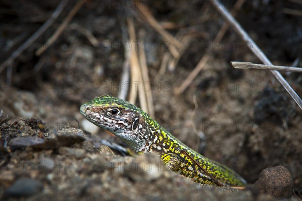 Eastern Green Lizard (Lacerta viridis)