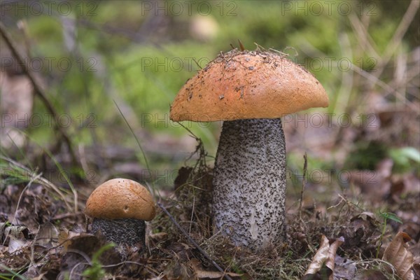 Orange Birch Bolete (Leccinum versipelle)