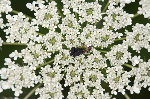 Umbel of Wild Carrot