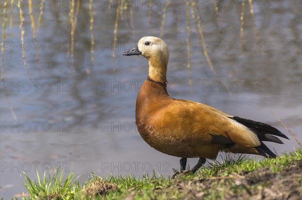 Ruddy Shelduck (Tadorna ferruginea)