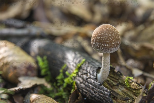 Common Stump Brittlestem (Psathyrella piluliformis)