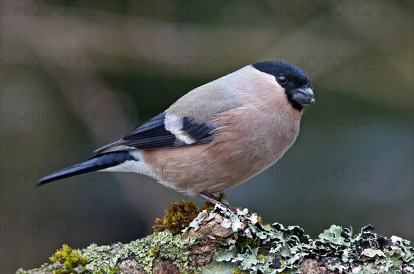 Bullfinch or Eurasian Bullfinch (Pyrrhula pyrrhula)