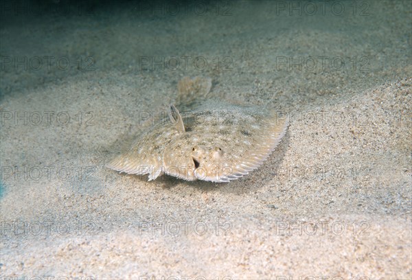 Snouted Sole (Solea lascaris nasuta