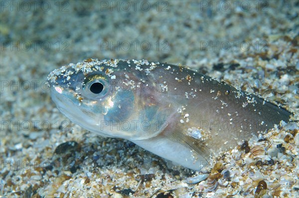 Roche's Snake Blenny (Ophidion rochei)