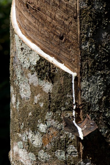 Incised Rubber Tree (Hevea brasiliensis)