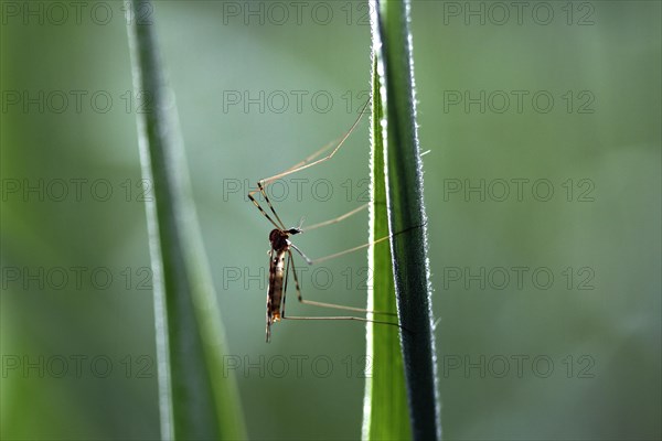 Crane fly (Tipulidae)