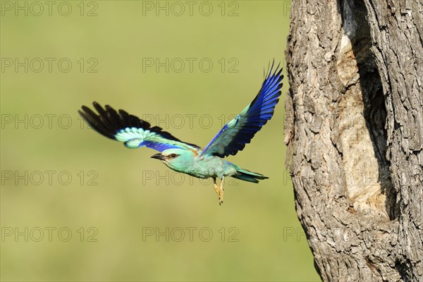 European Roller (Coracias garrulus)