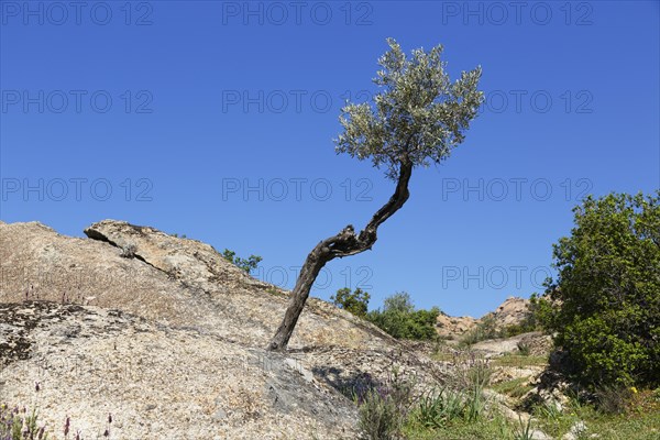 Olive Tree (Olea europaea) growing in rock