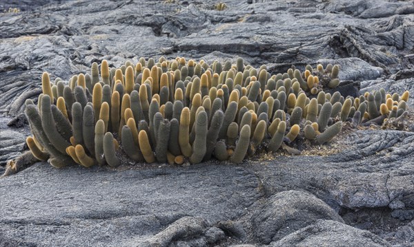 Lava Cactus (Brachycereus nesioticus)