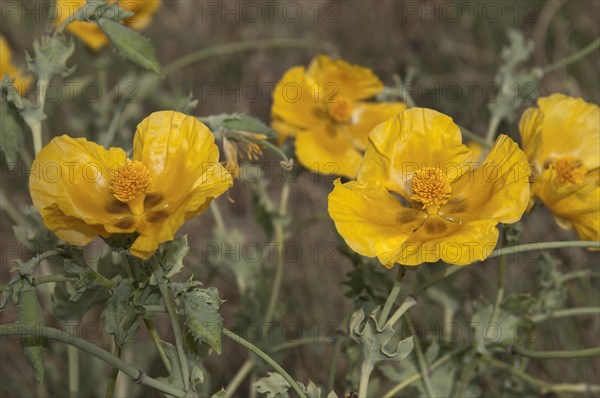 Yellow Horned Poppy or Yellow Hornpoppy (Glaucium fluvum)