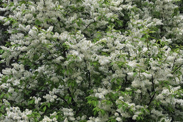 Blossoming Bird Cherry or Hackberry (Prunus padus)