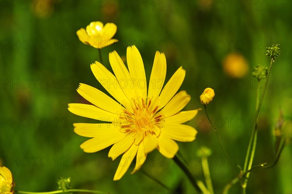 Meadow Salsify or Showy Goat's-beard (Tragopogon pratensis)