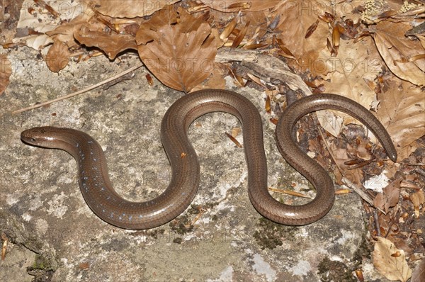 Slow Worm (Anguis fragilis) with blue spots basking in the sun