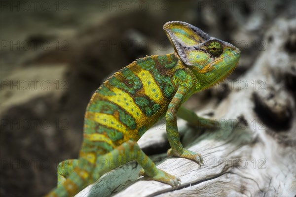 Yemen Chameleon or Veiled Chameleon (Chamaeleo calyptratus)