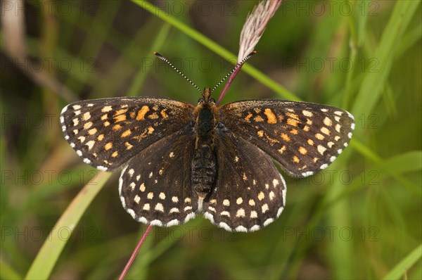 False Heath Fritillary (Melitaea diamina)