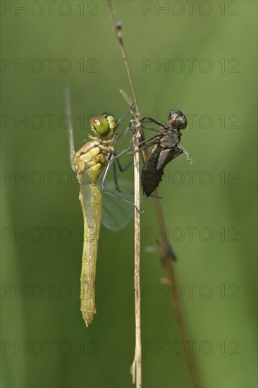 Newly hatched Spotted Darter (Sympetrum depessiusculum) with exuvia