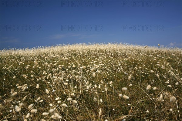 Flowering marram grass