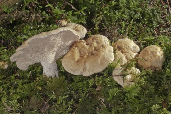 Sweet Tooth or Wood Hedgehog Mushrooms (Hydnum repandum)