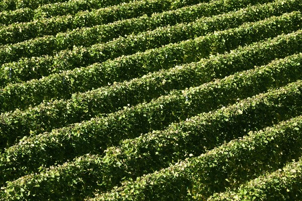 Vines in autumn