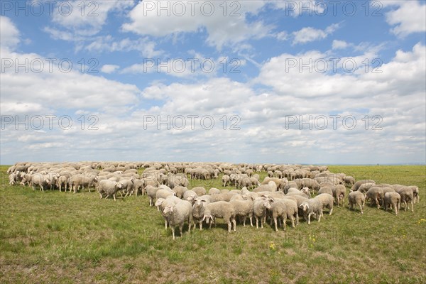 Merino Sheep (Ovis sp.)
