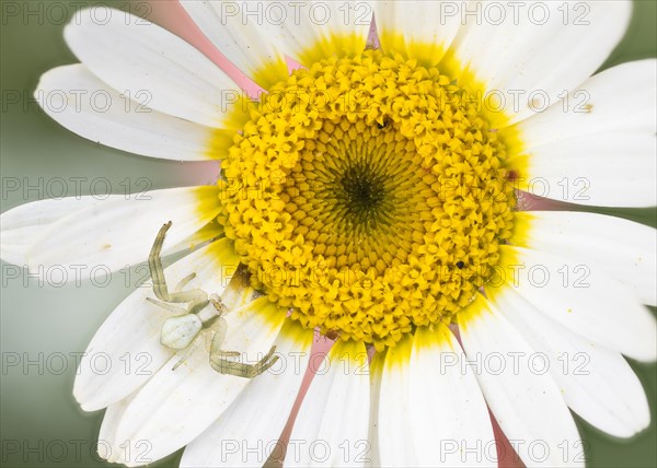 Goldenrod crab spider (Misumena vatia)