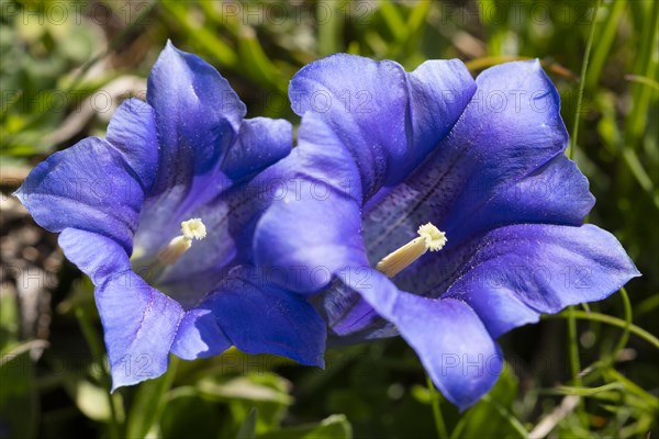 Blue Stemless Gentian (Gentiana acaulis)