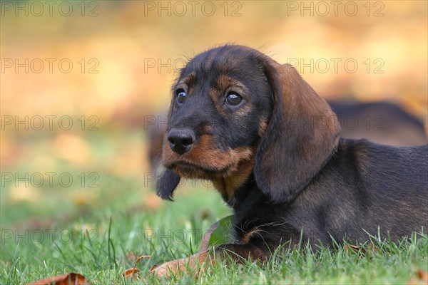 Wire-haired Dachshund (Canis lupus familiaris) Puppy