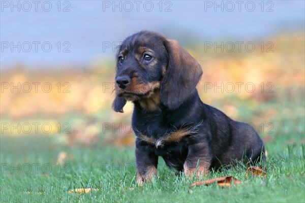 Roughhaired dachshund (Canis lupus familiaris) Puppy