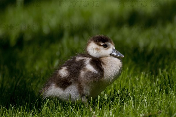 Domestic goose (Anser anser domestica)