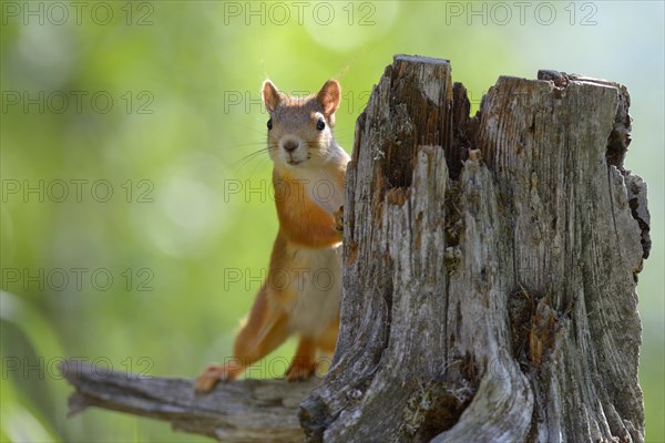 Eurasian Red Squirrel (Sciurus vulgaris) looks curiously out from behind an old pine stump