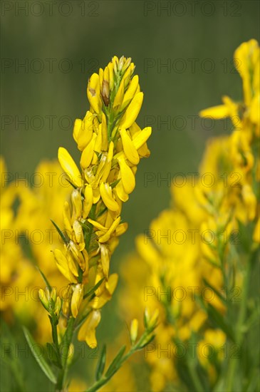 Scotch Broom (Cytisus scoparius)