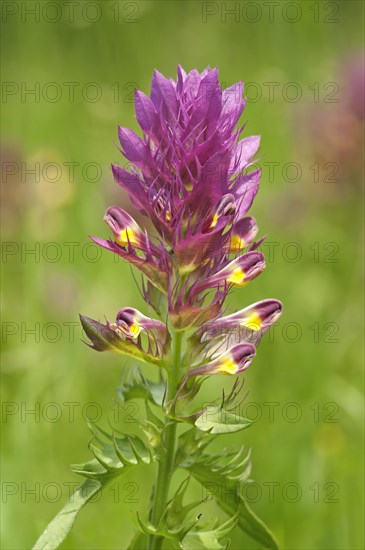 Field Cow-wheat (Melampyrum arvense)