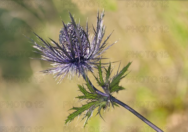 Alpine Sea Holly