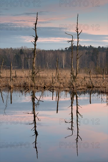 Dead trees in Schwenninger Moos Nature Reserve