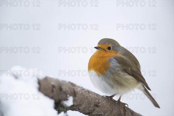 Robin (Erithacus rubecula)