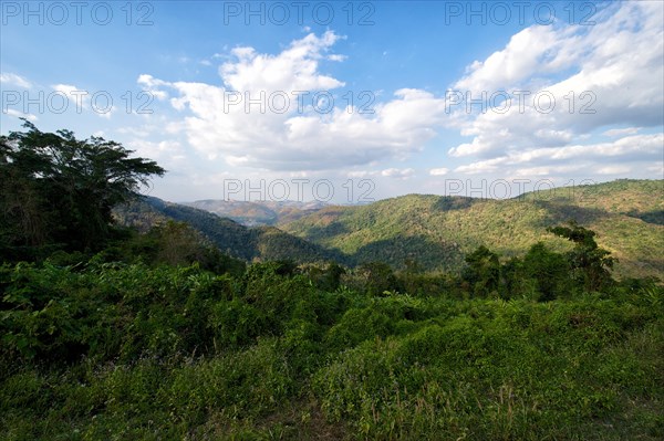 Jungle landscape