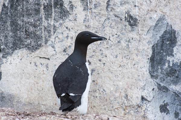 Thick-billed Murre or Bruennich's Guillemot (Uria lomvia) at the bird cliffs of Alkefjellet