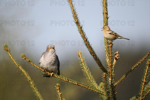 Chaffinch (Fringilla coelebs) being angry with a cuckoo (Cuculus canorus)